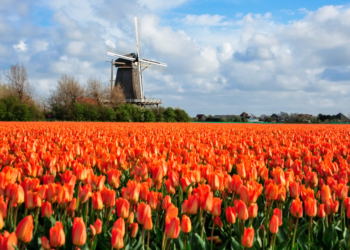 25 Facts About The Color Orange