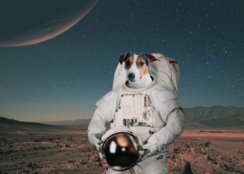 The greatest acheivments of dogs