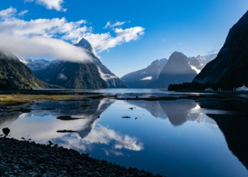 New Zealand’s Wildlife: An Ecological Treasure Trove of Unique and Fascinating Species