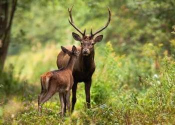 How Protecting Animals is Key to Forest Recovery and Growth