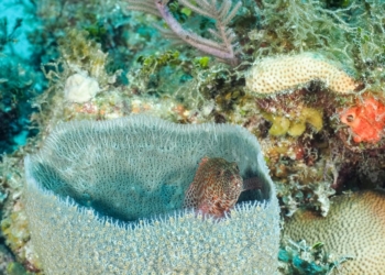 The Pristine Beauty of Jardines de la Reina