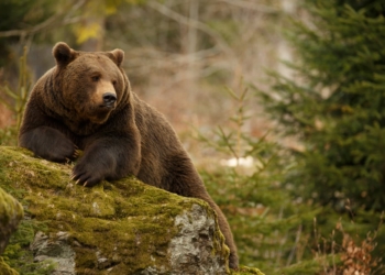 12 Important Animals of North America