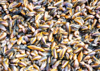 How to solve the ocean issue in two easy steps