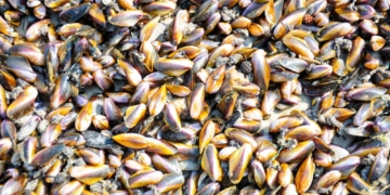 How to solve the ocean issue in two easy steps